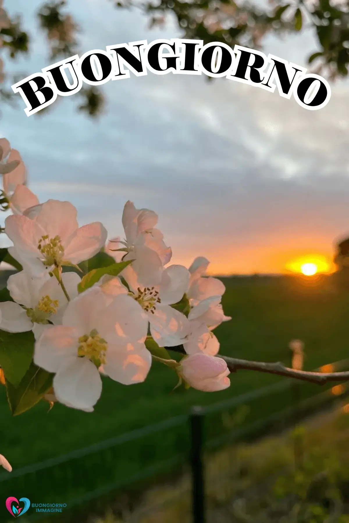 buongiorno con i fiori e citazioni positive per amici