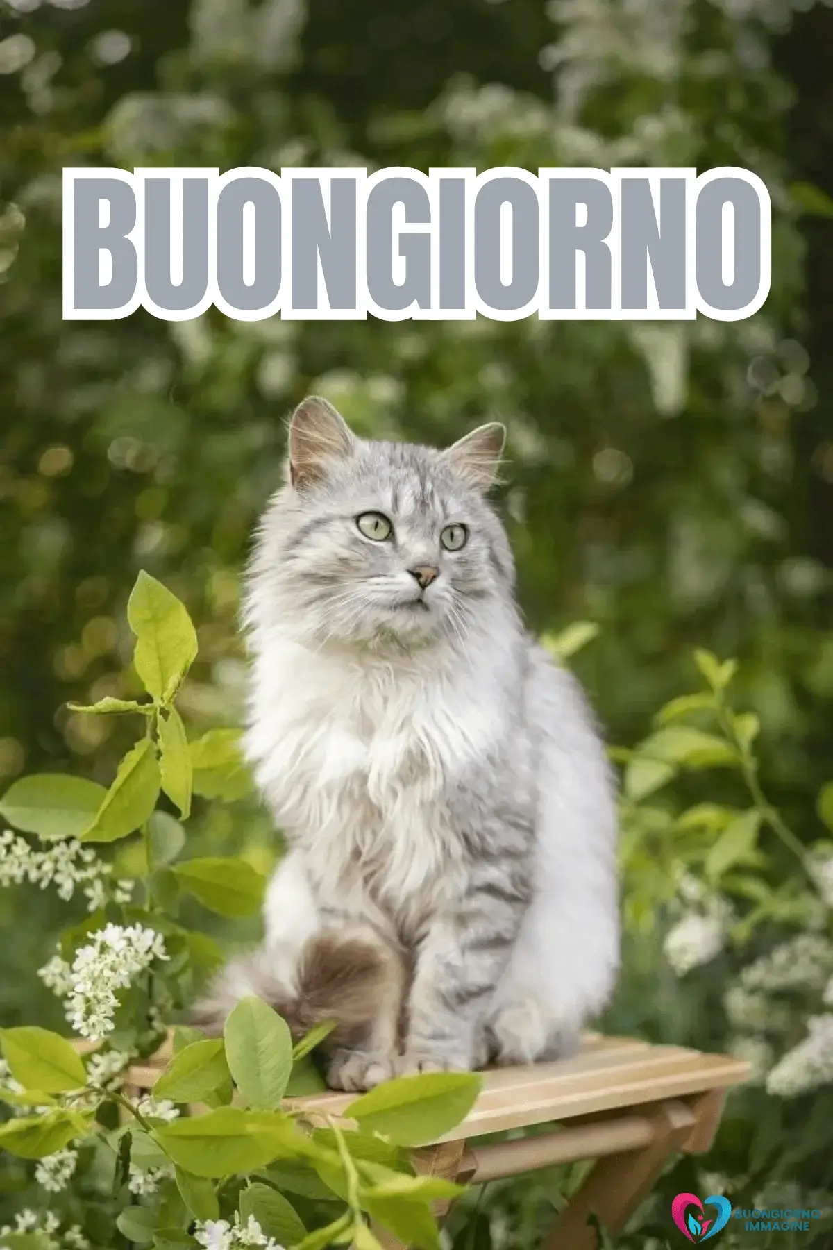 buongiorno gatti immagini con sole mattino