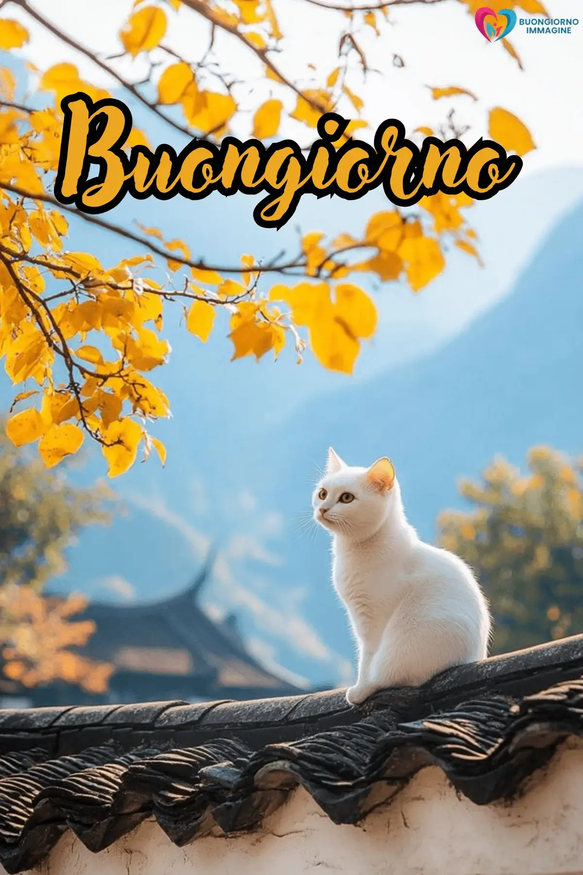 buongiorno gatti immagini social media