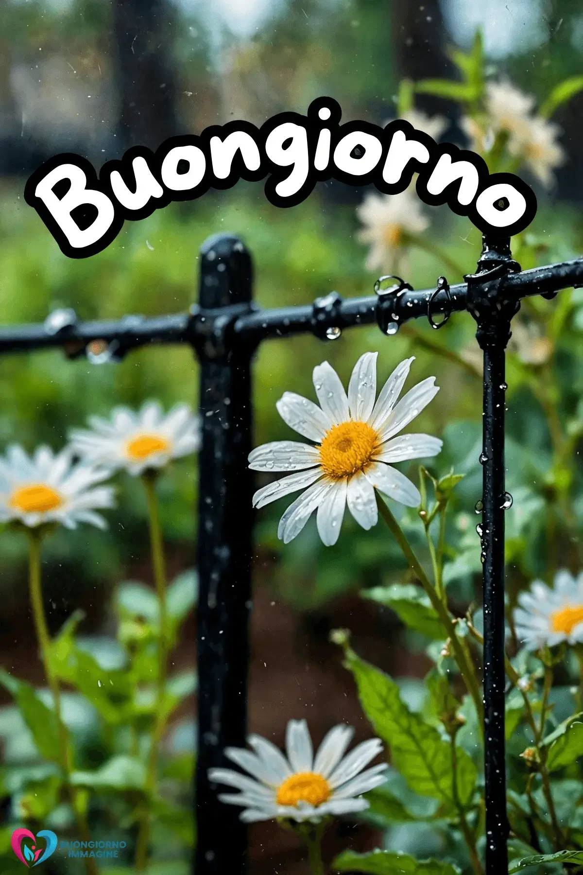 buongiorno pioggia immagini motivazionali