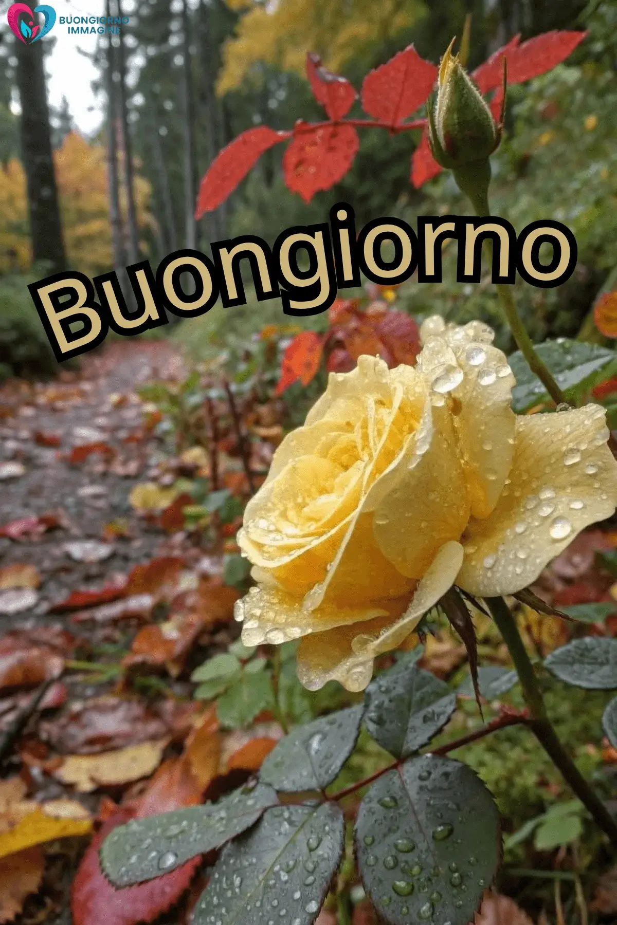 buongiorno pioggia immagini per amore mio