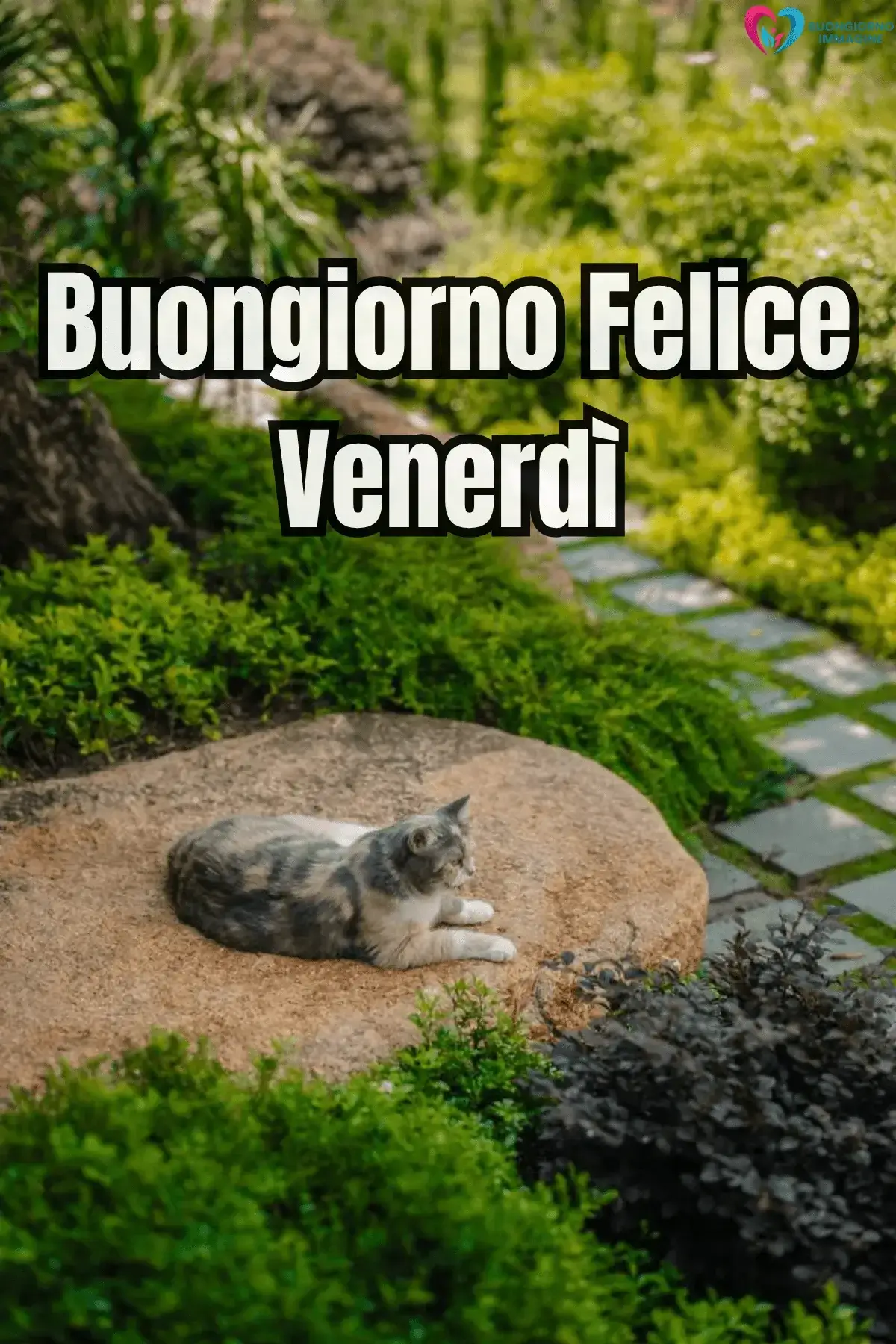 buongiorno venerdì immagini fresche aggiornate