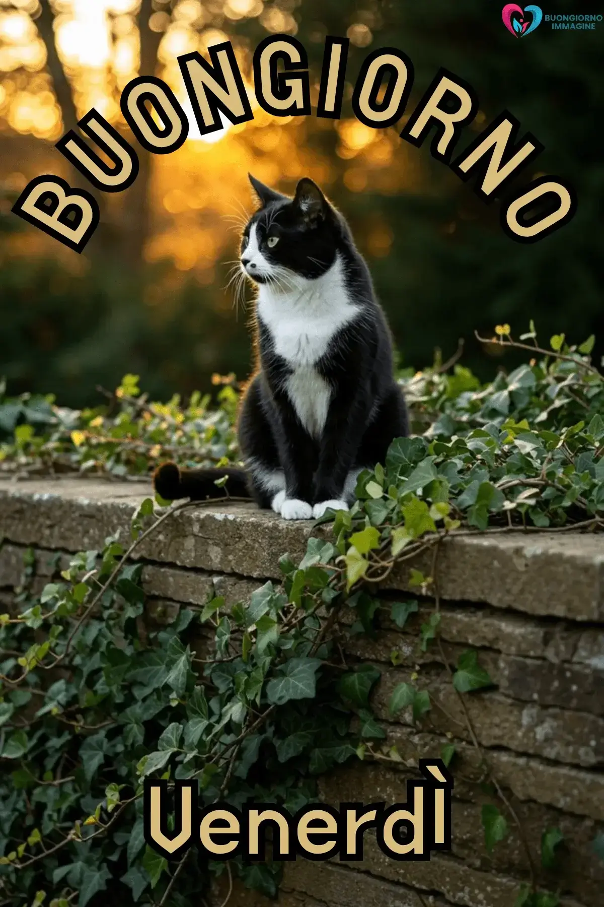 buongiorno venerdì immagini positive per amici