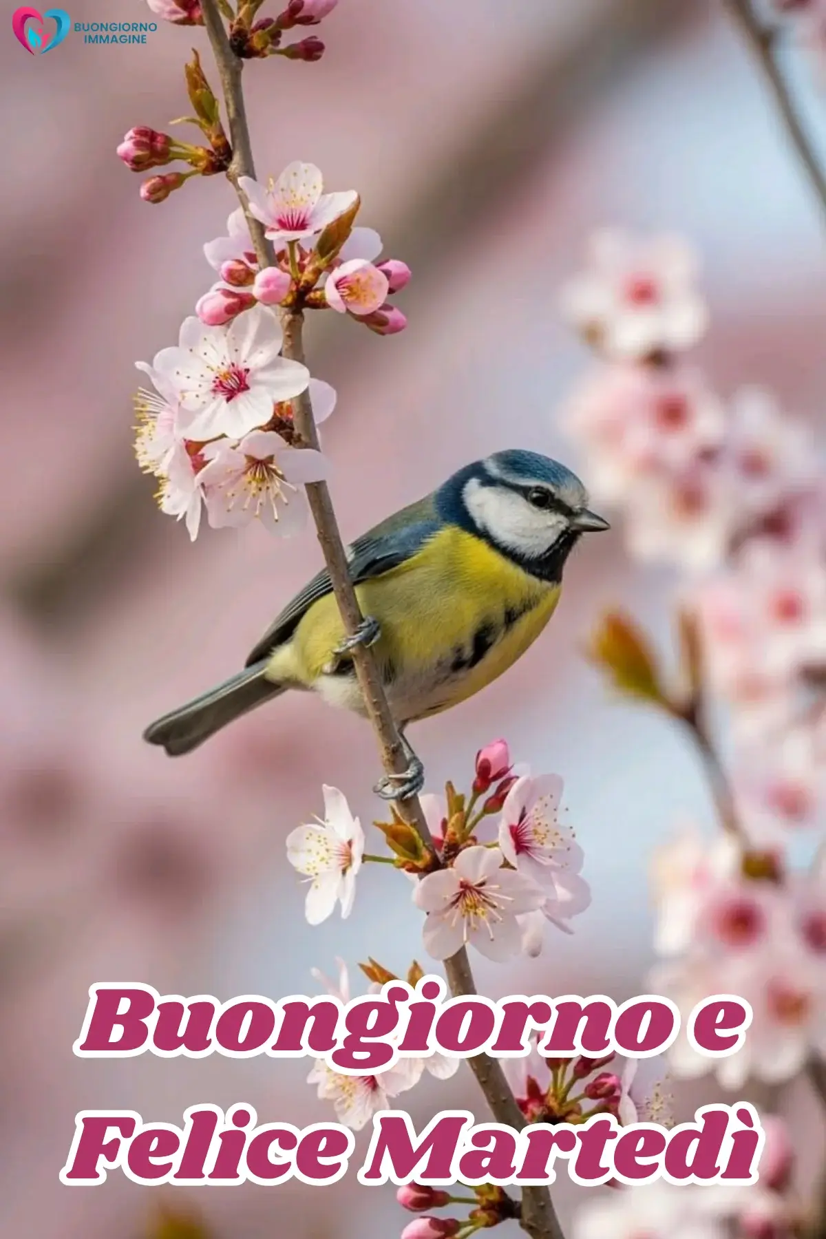 immagini buon martedì con fiori