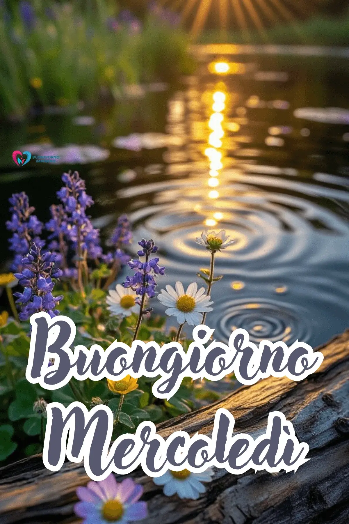 immagini buon mercoledì con fiori naturali e atmosfera rilassante