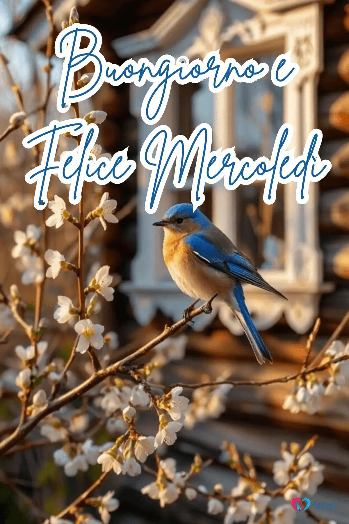 immagini buon mercoledì nuove con design artistico e frasi belle