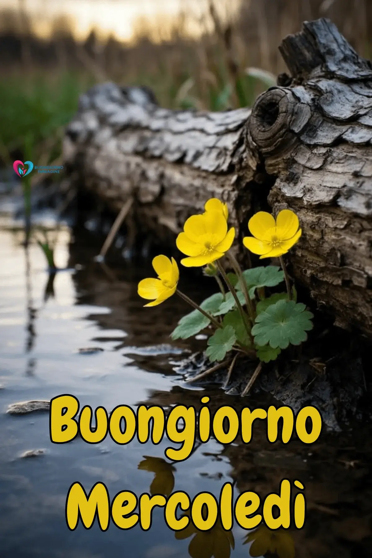 immagini buon mercoledì nuove con fiori e frasi positive per whatsapp