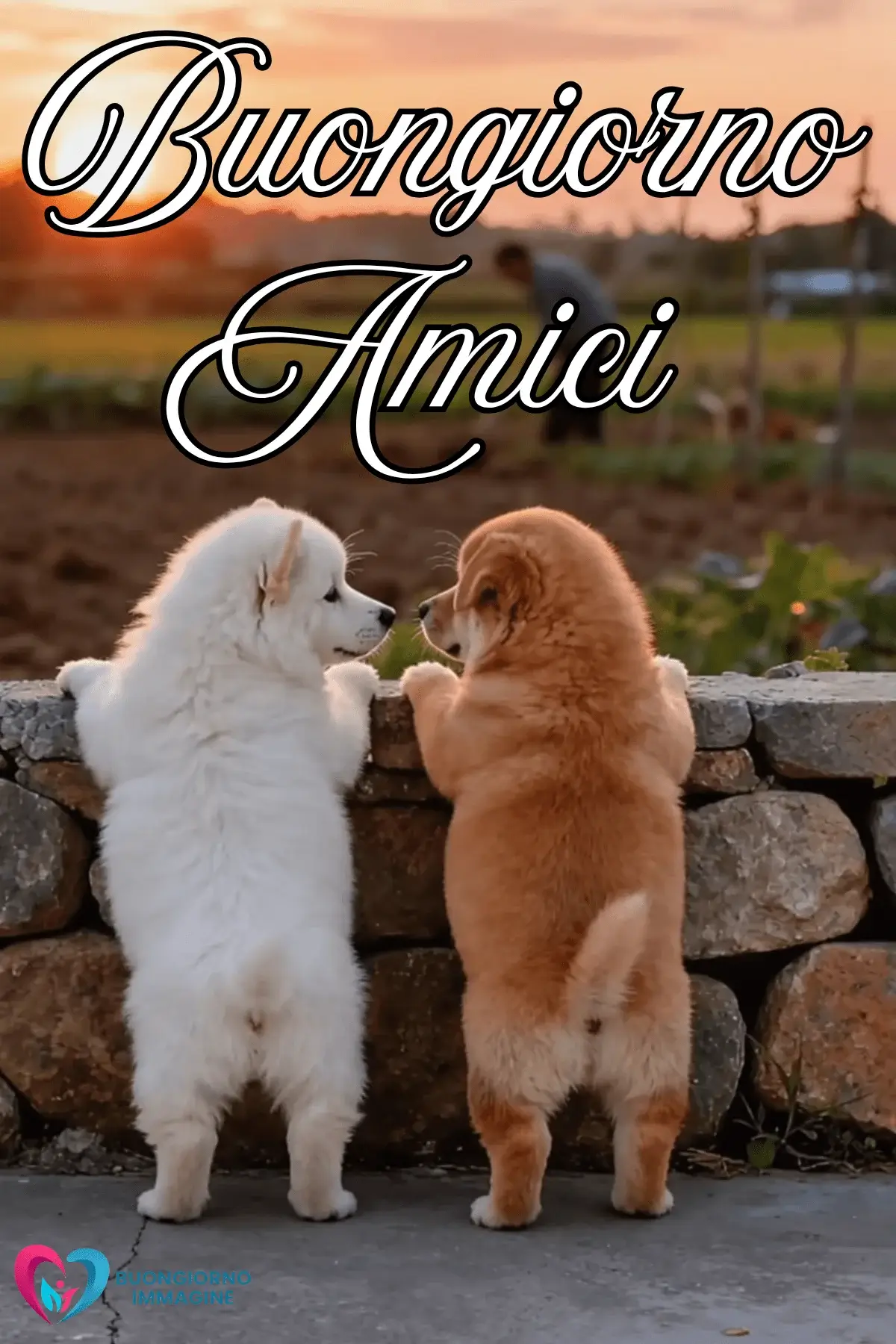 immagini buongiorno amici da condividere