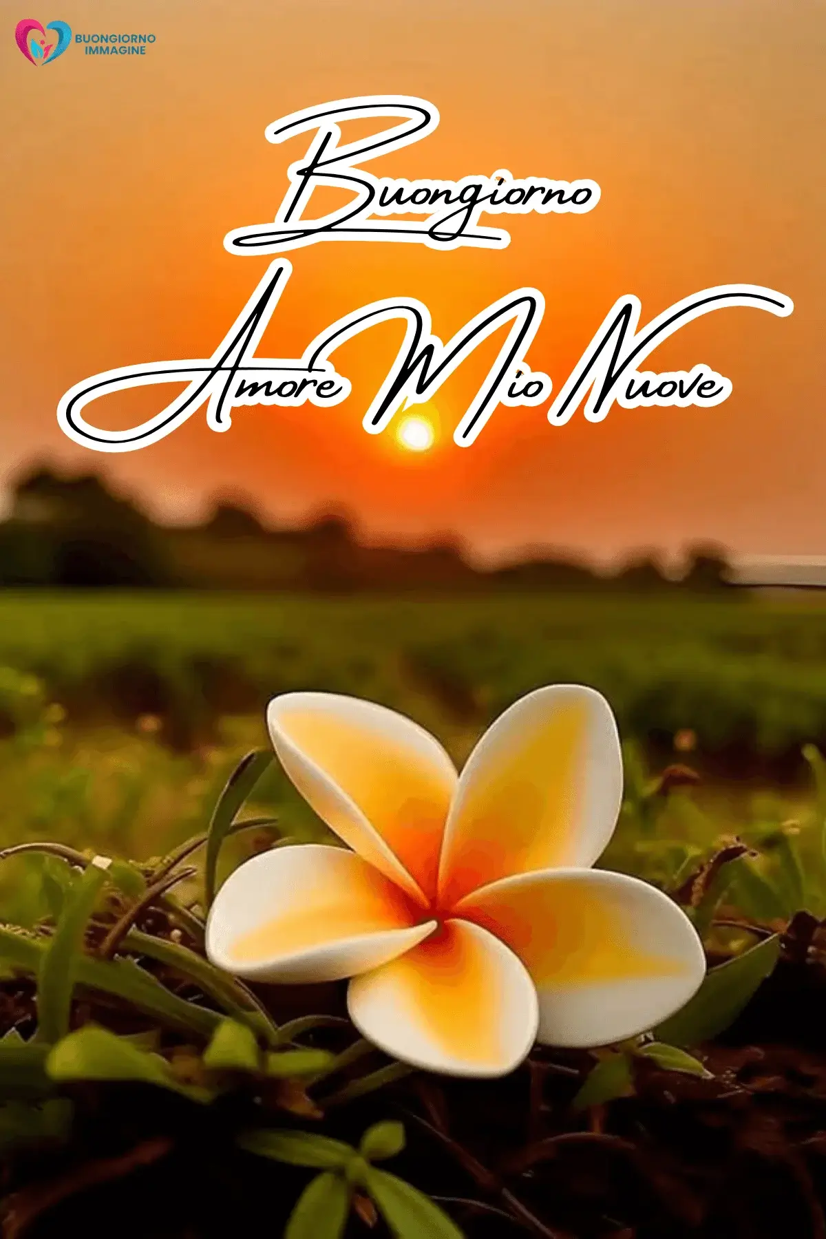 immagini buongiorno amore design romantico