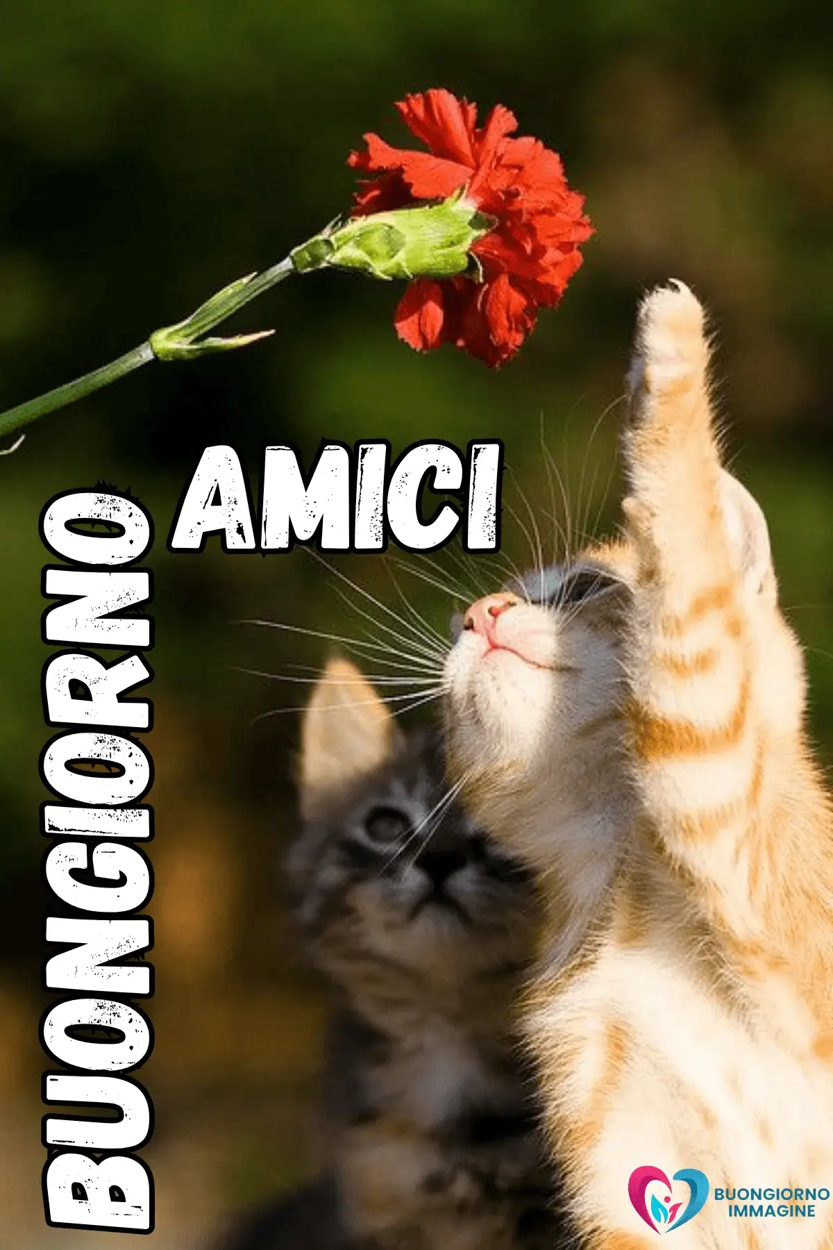 immagini buongiorno con amicizia e felicità