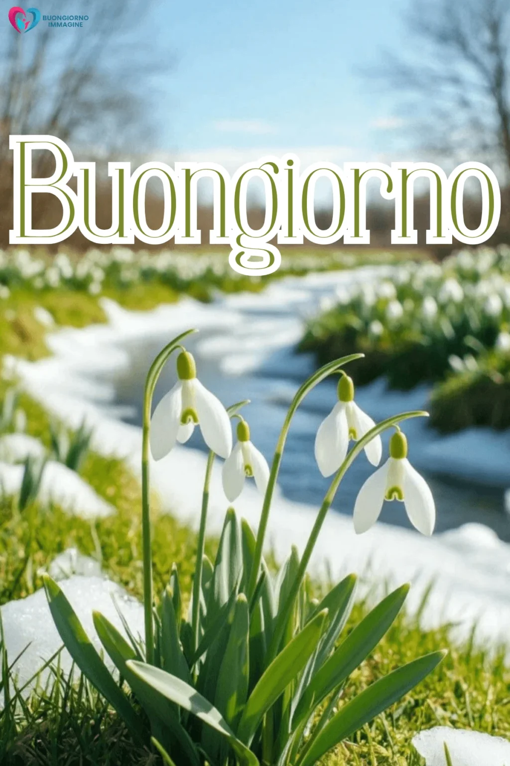 immagini buongiorno gratis nuovissime con fiori colorati e sole