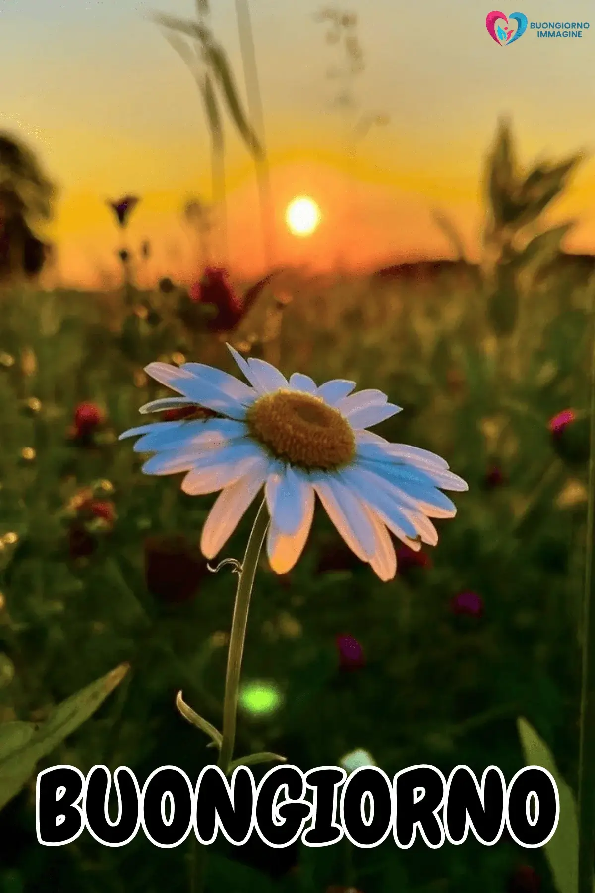 immagini buongiorno con fiori e composizione floreale elegante