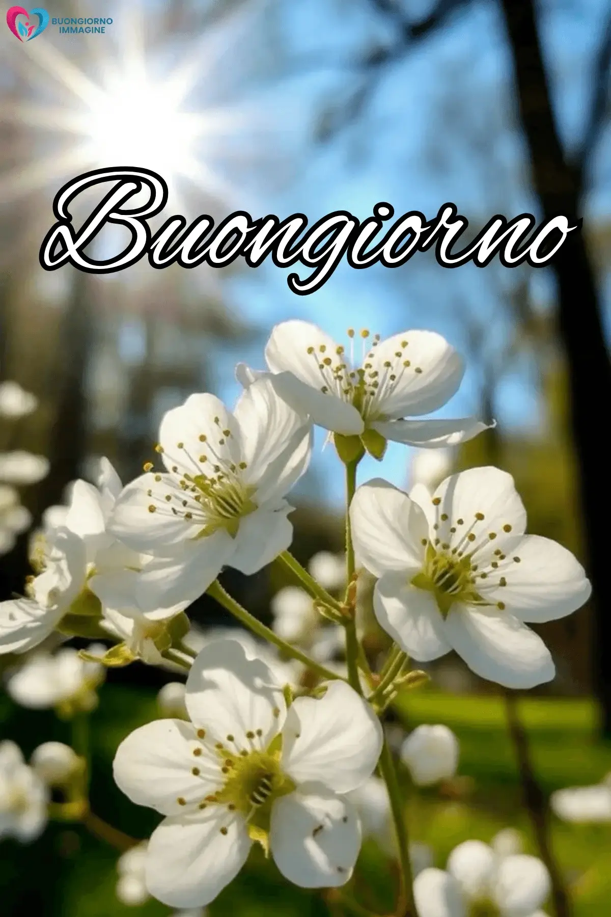 immagini buongiorno con fiori e natura e vibes positive