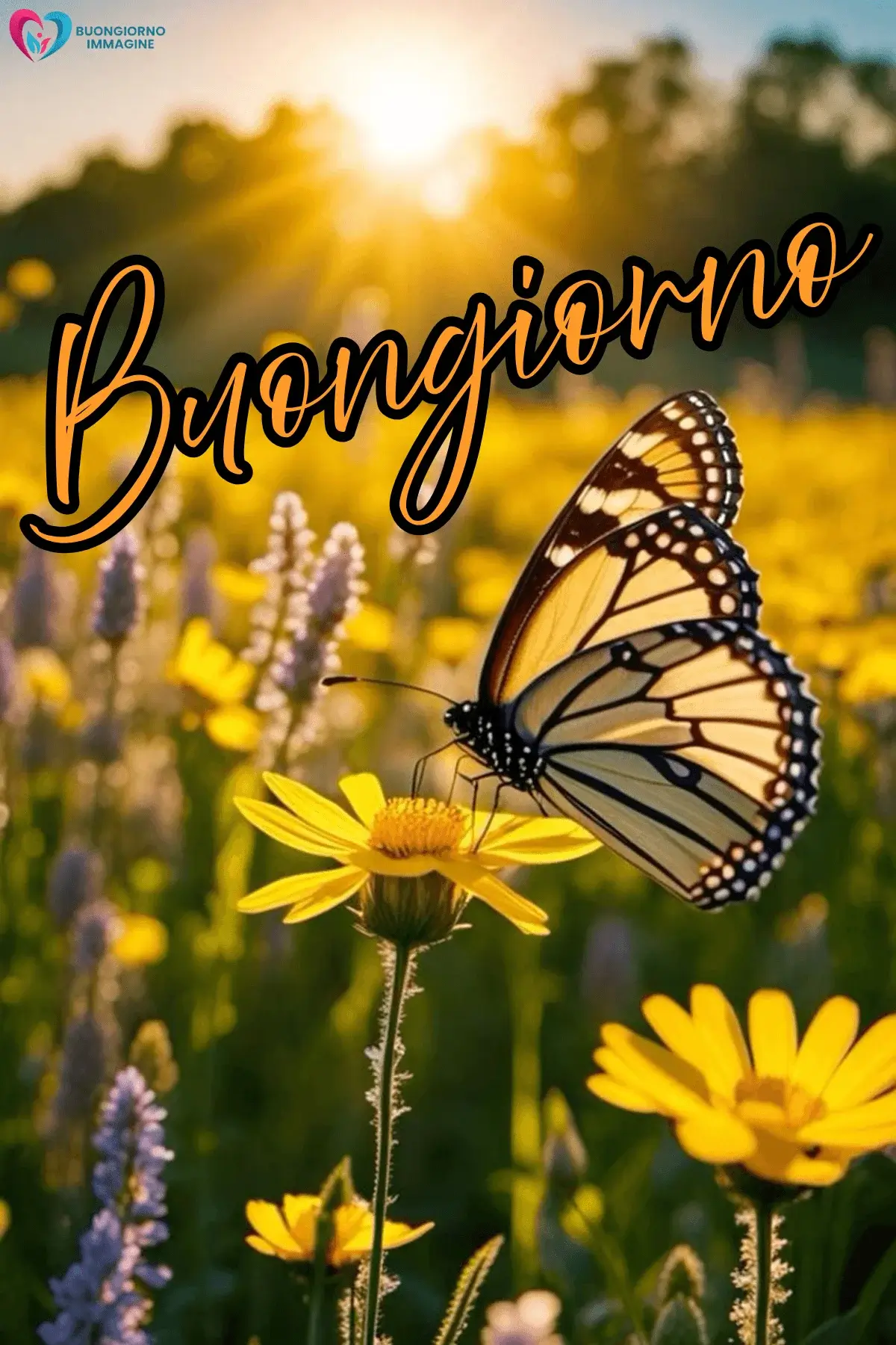 immagini buongiorno con fiori e sole e atmosfera calda