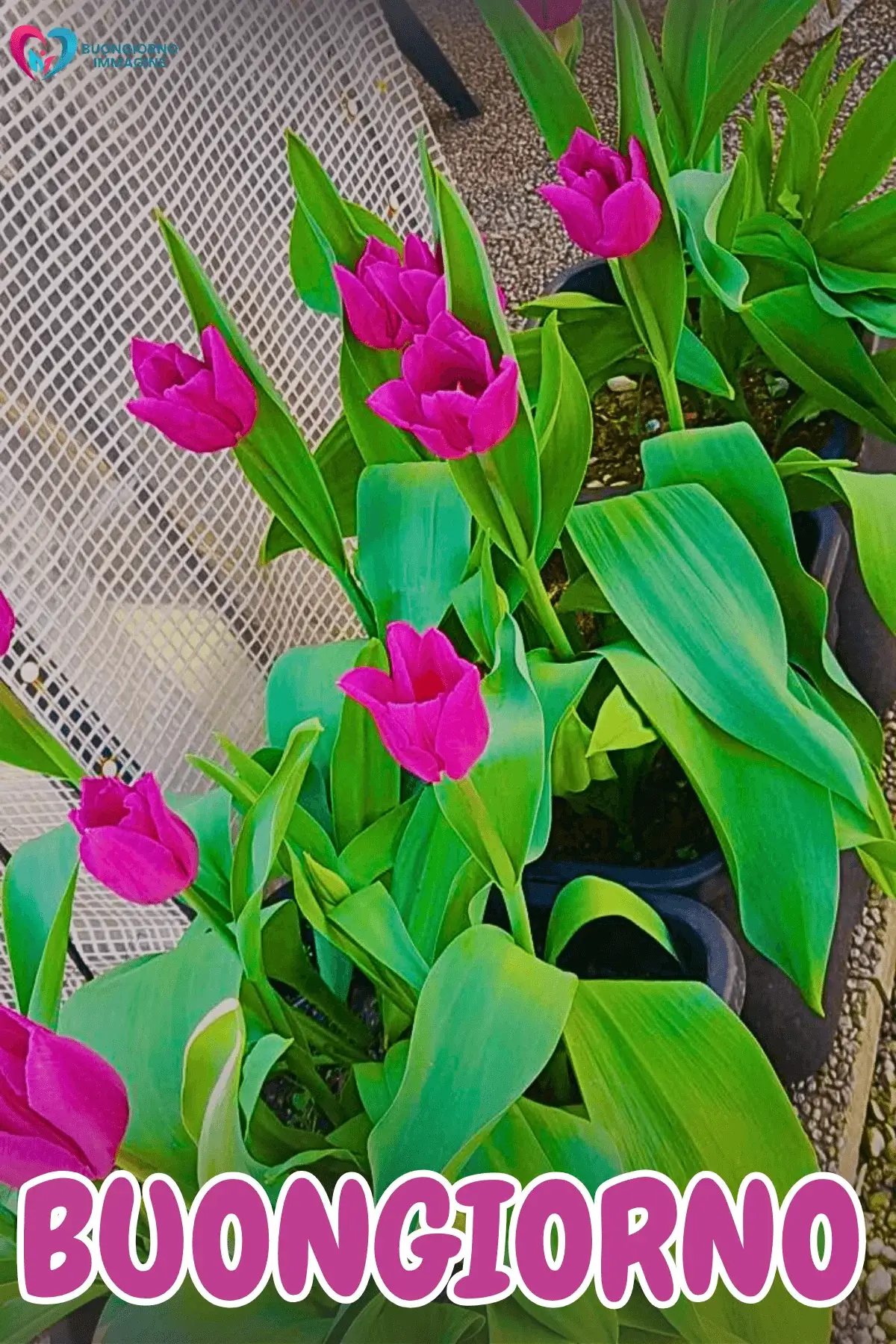 immagini buongiorno con fiori e sorriso e felicità