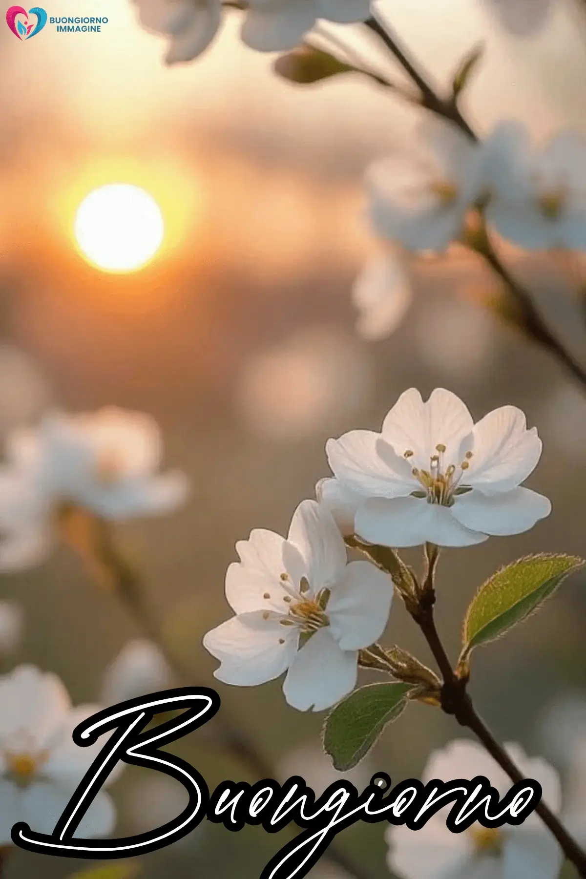 immagini buongiorno con fiori freschi e design moderno
