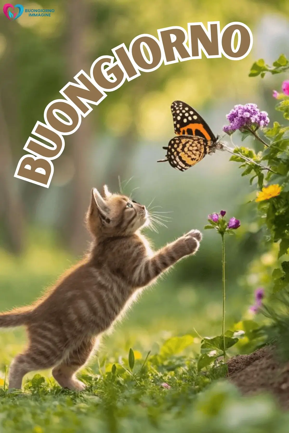 immagini buongiorno gatti mattina presto