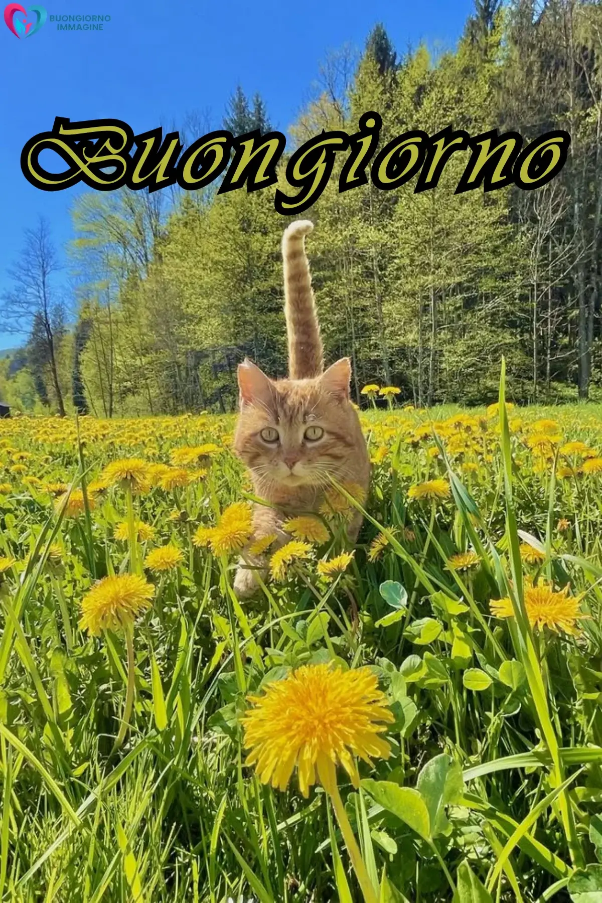 immagini buongiorno gatti per gruppi whatsapp