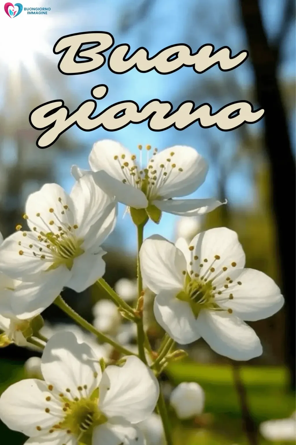 immagini buongiorno whatsapp strepitose con bouquet di rose fresche