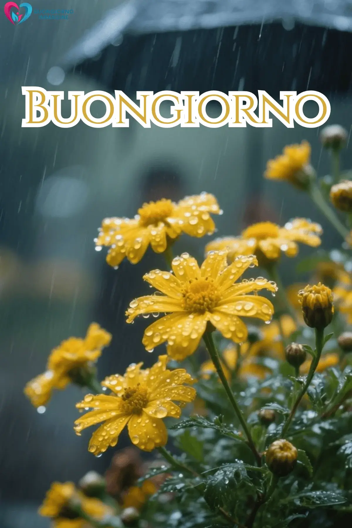 immagini buongiorno piovoso