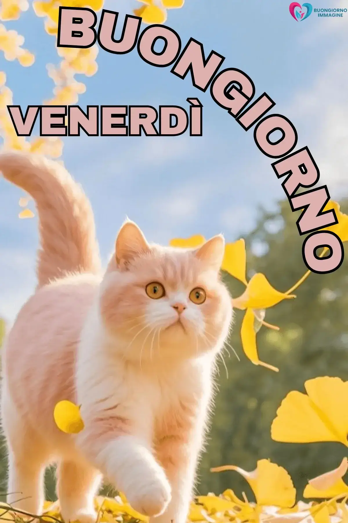 immagini buongiorno venerdì per iniziare bene