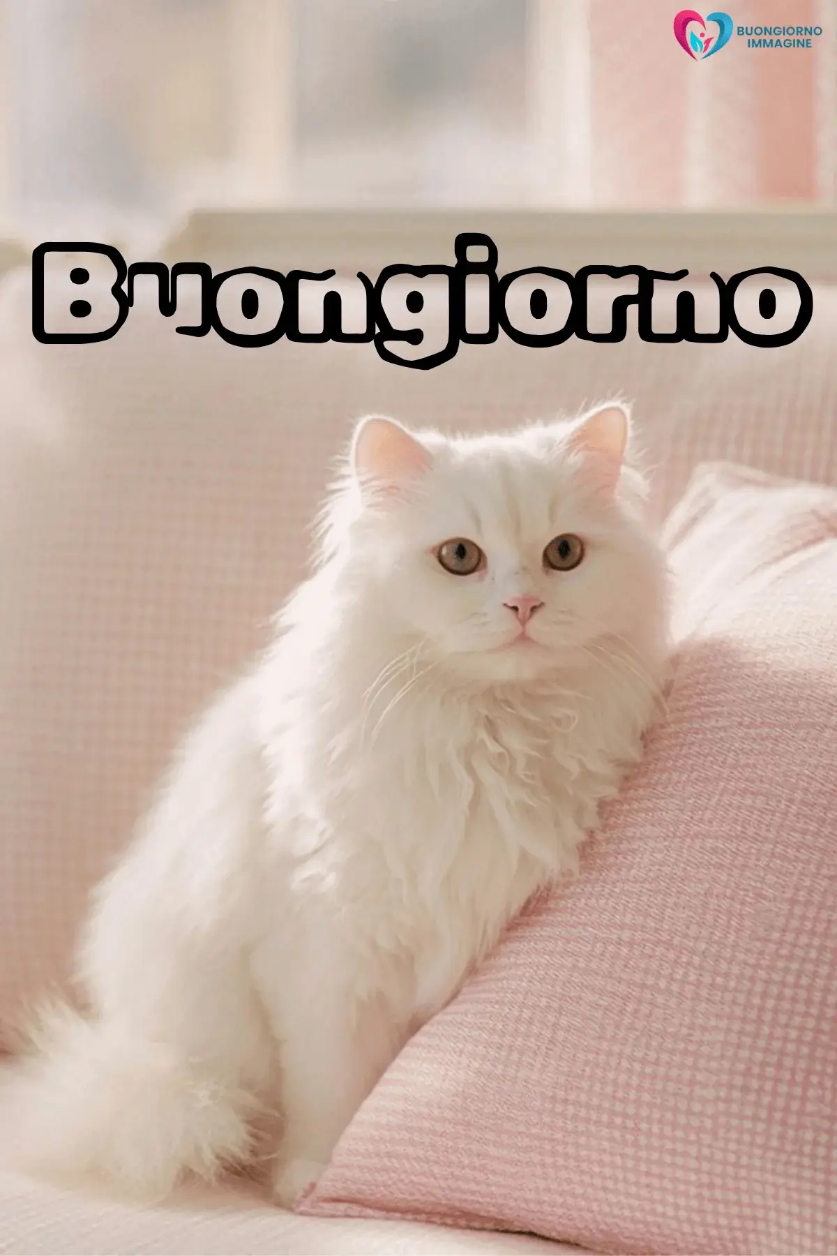 Immagini buongiorno gatto bianco soffice