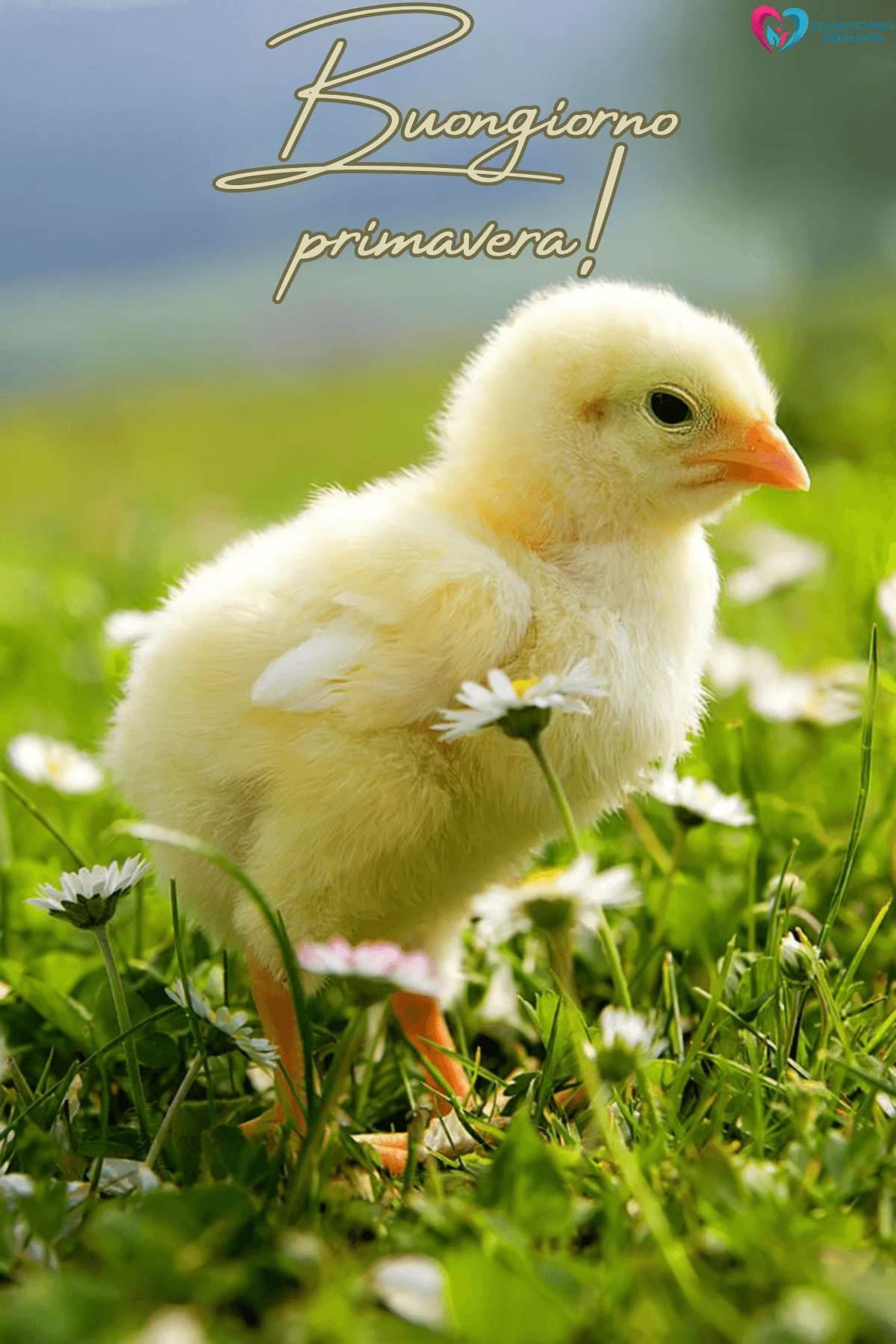 Buongiorno primaverile con pulcino giallo