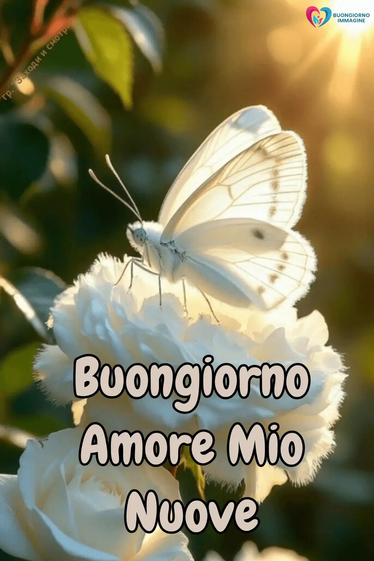 Immagini buongiorno con farfalla bianca delicata