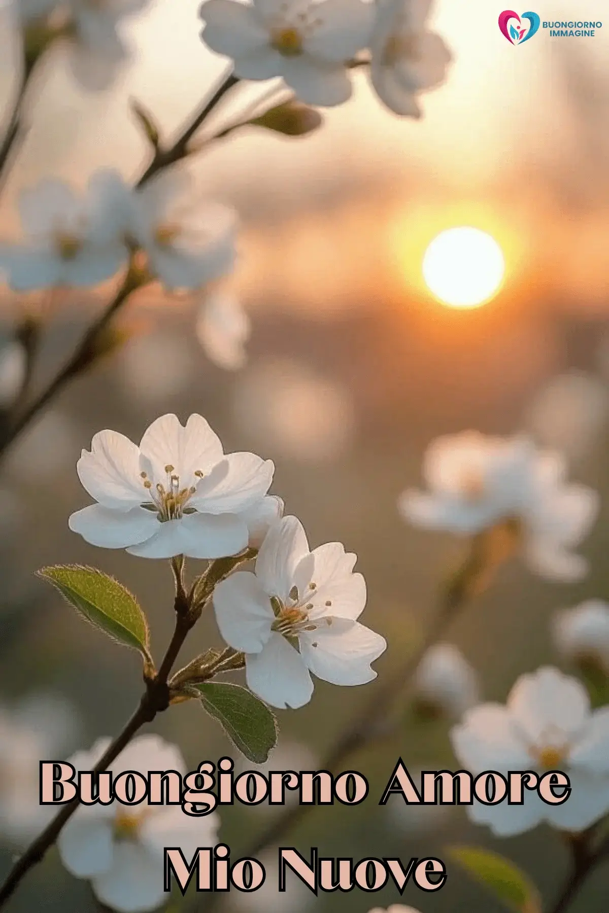 Buongiorno con fiori di ciliegio al sole dorato