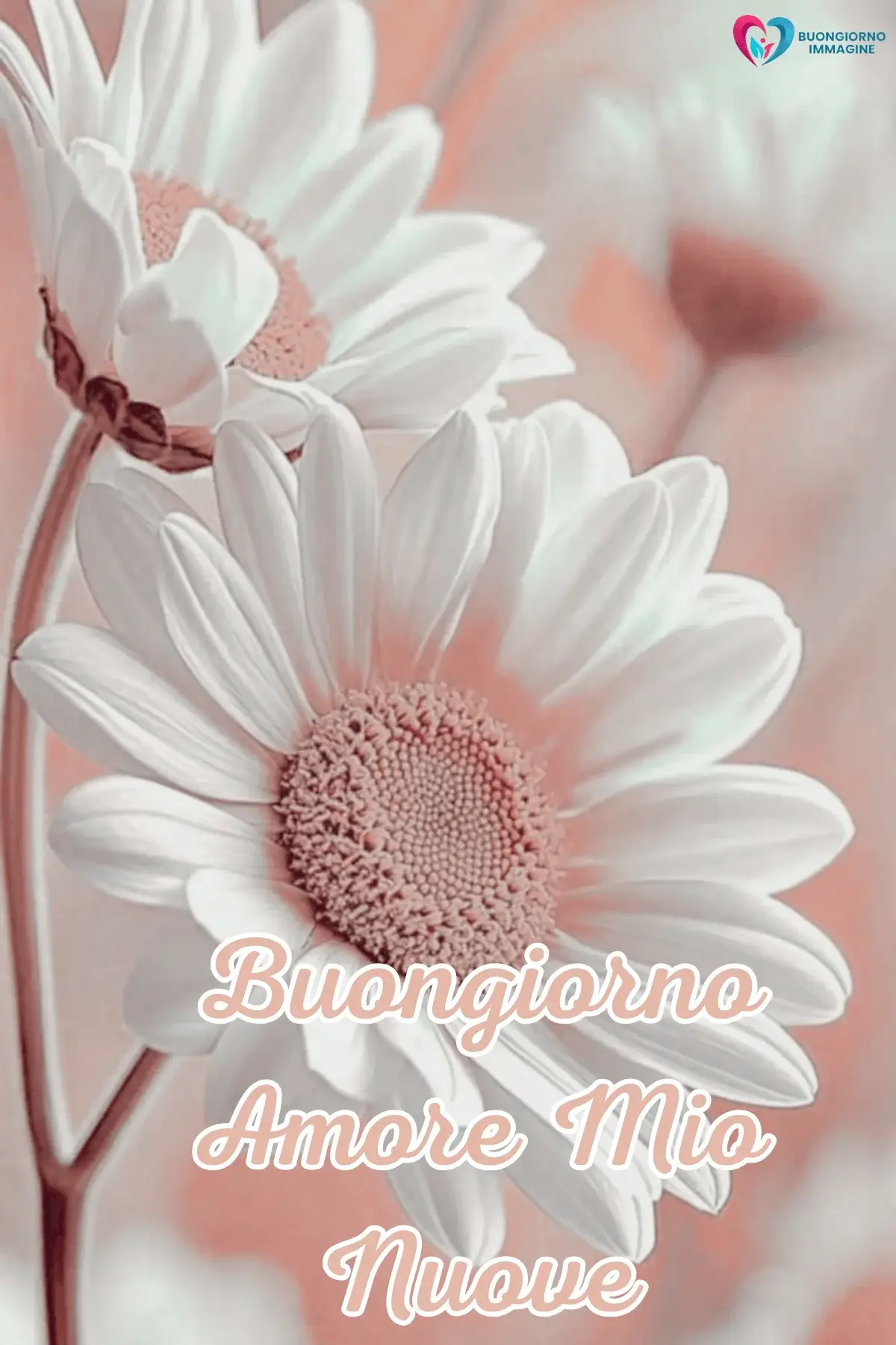 Immagini buongiorno con margherite candide e sole