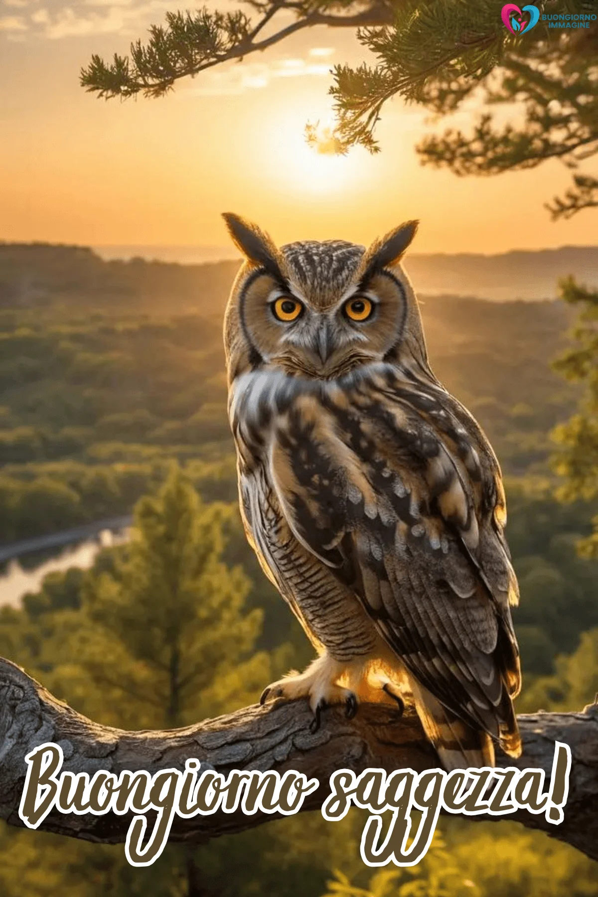 Buongiorno saggio con gufo al tramonto