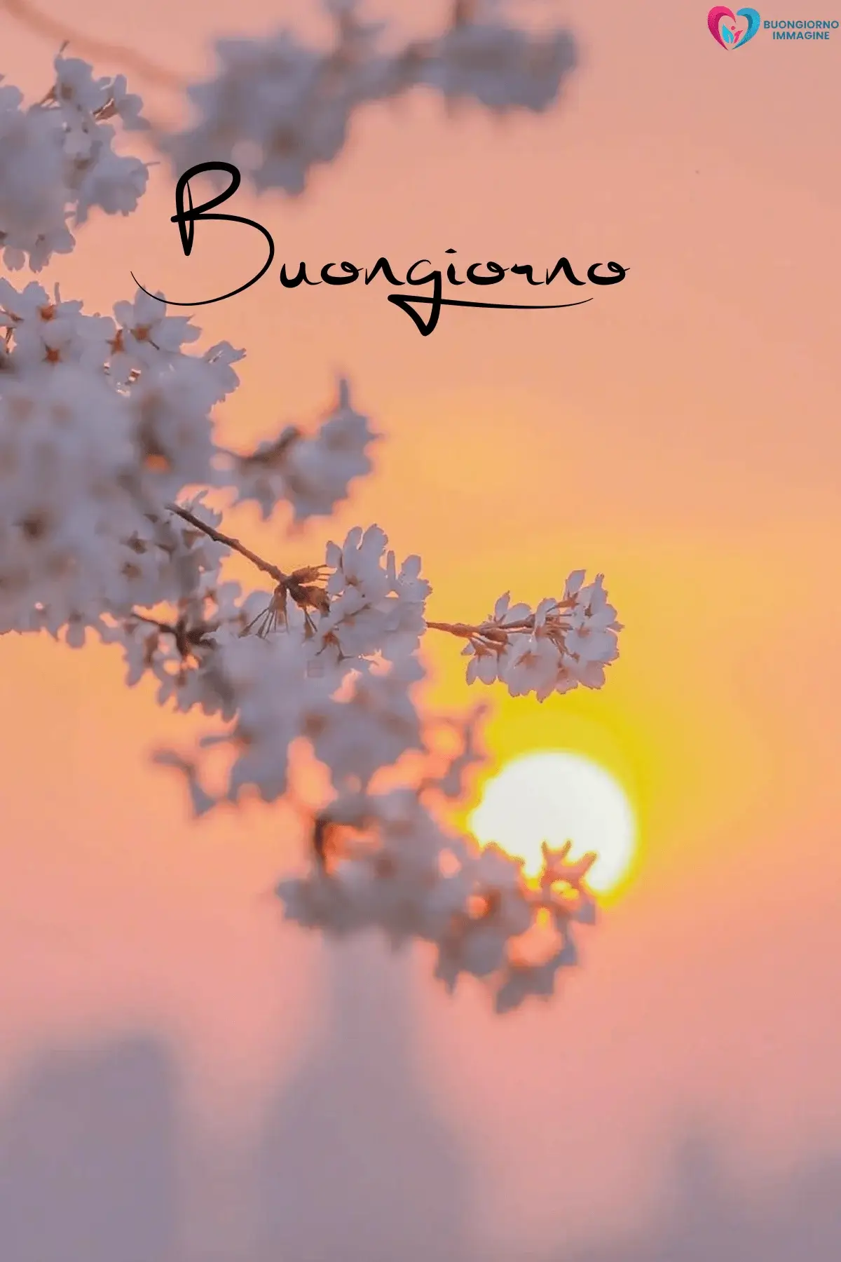 Alba dorata con fiori bianchi in primo piano e sole all'orizzonte — buongiornoimmagine.it