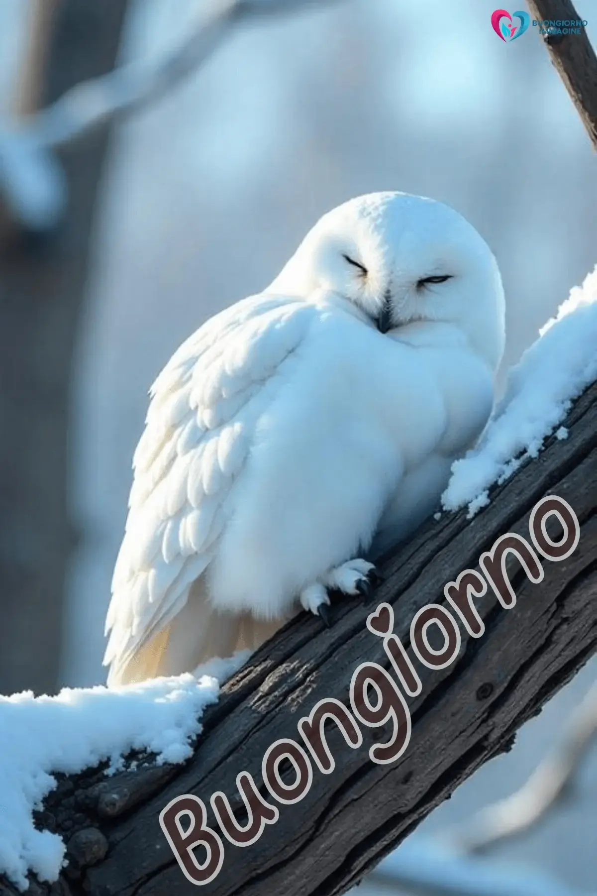 buongiorno invernale nuovissime con sorriso mattutino