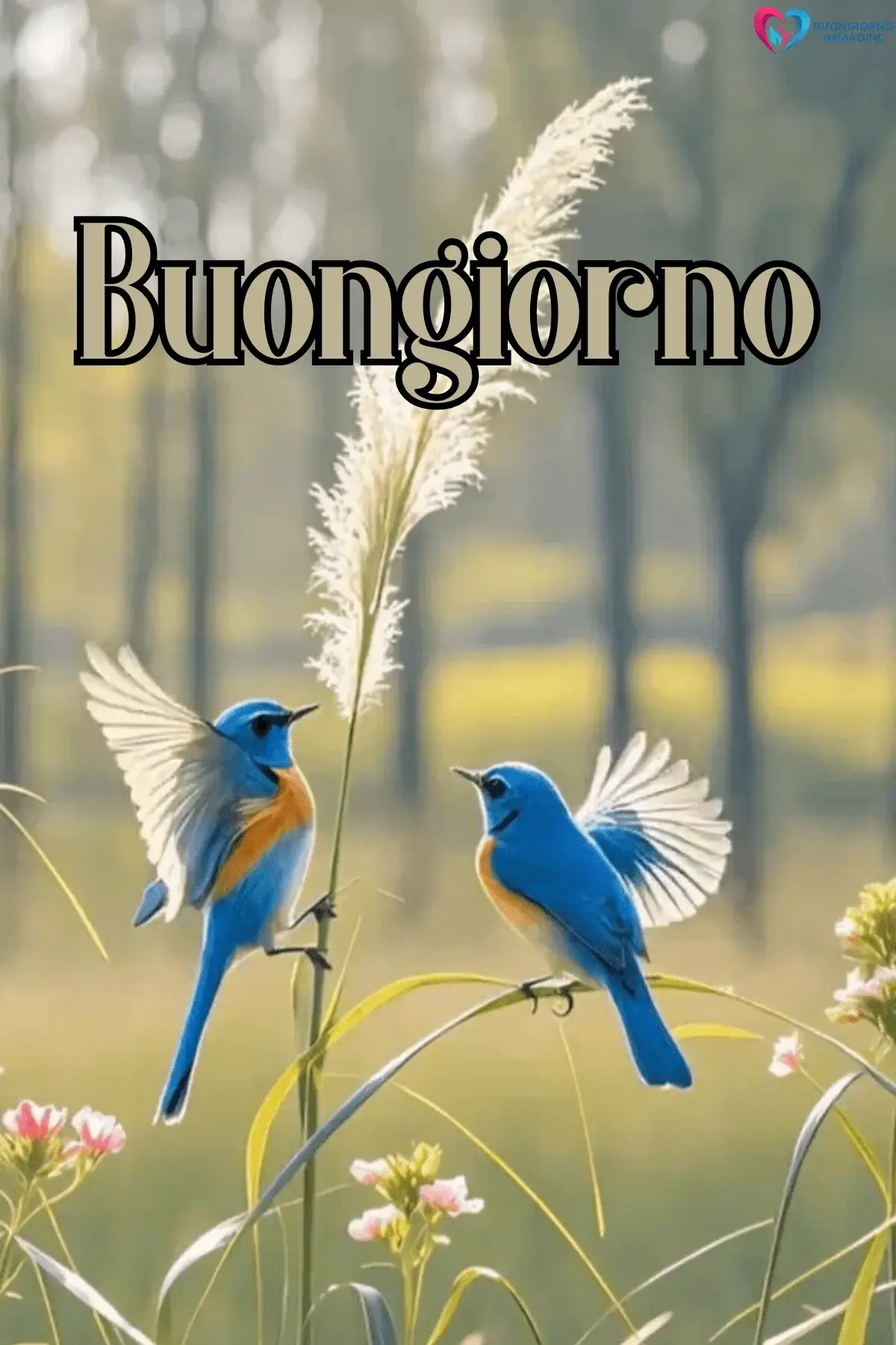Due uccelli blu con ali bianche posati su rami tra fiori rosa e erba, con scritta Buongiorno, immagini buongiorno gratis