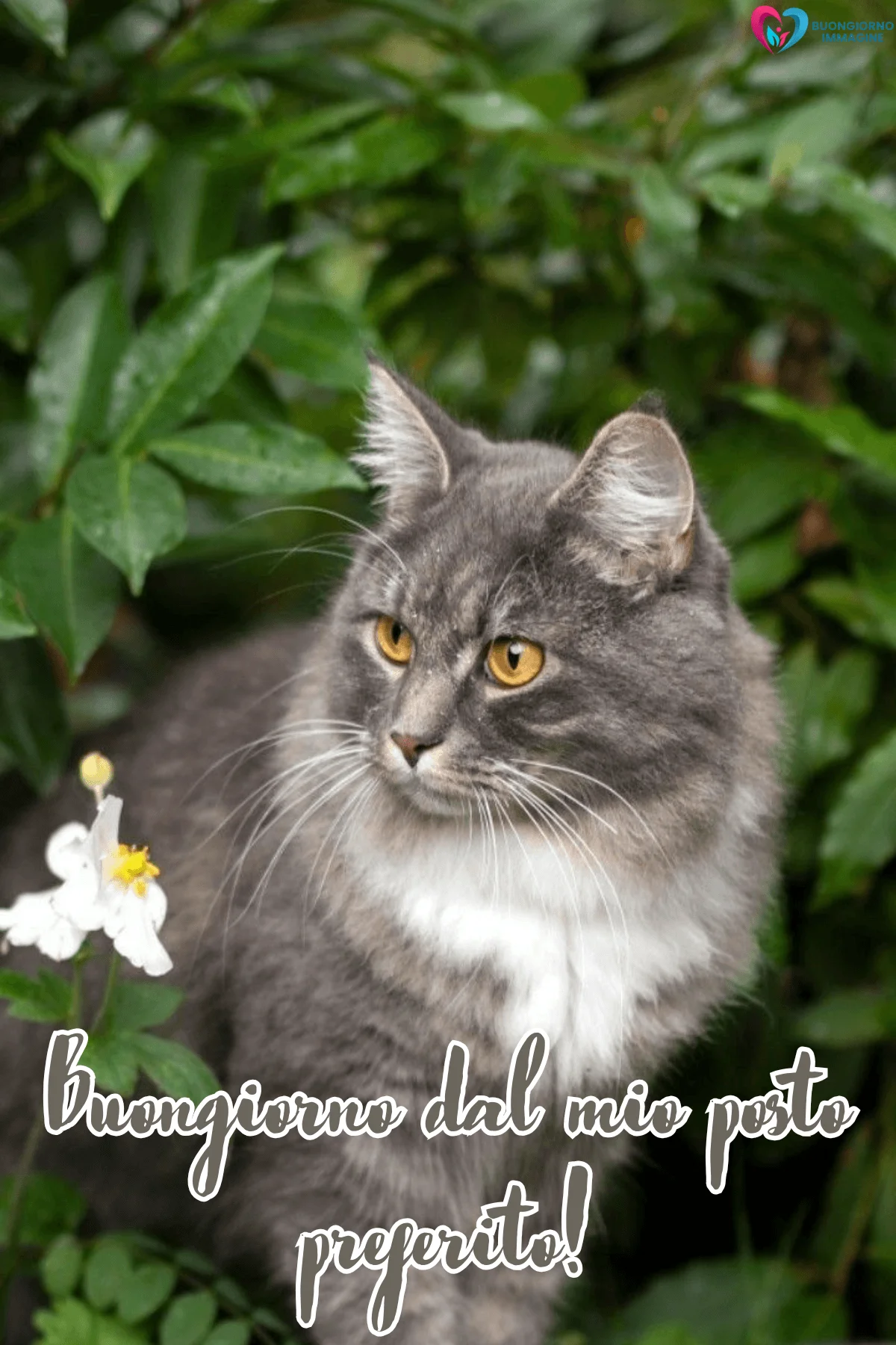 Buongiorno con gatto grigio in giardino fiorito
