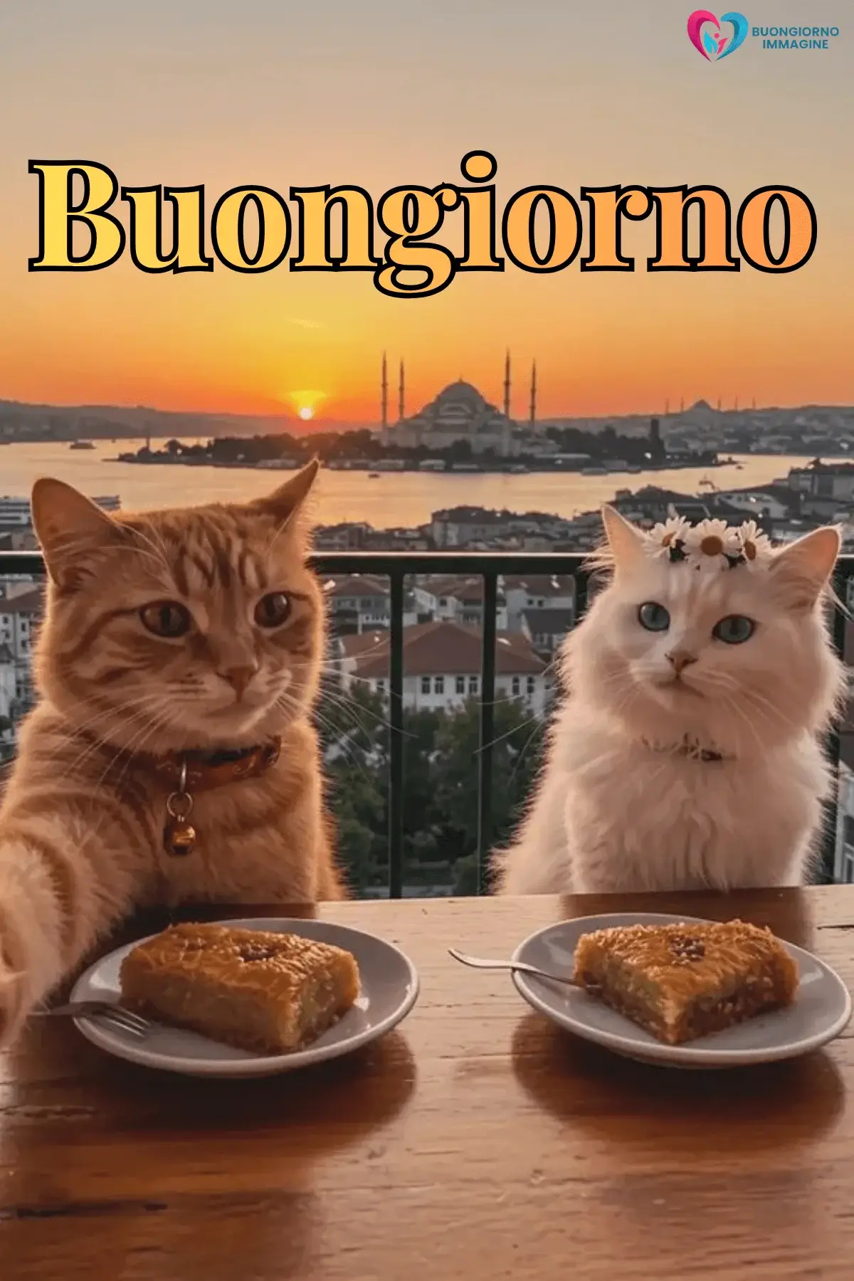 Immagini buongiorno due gatti Istanbul