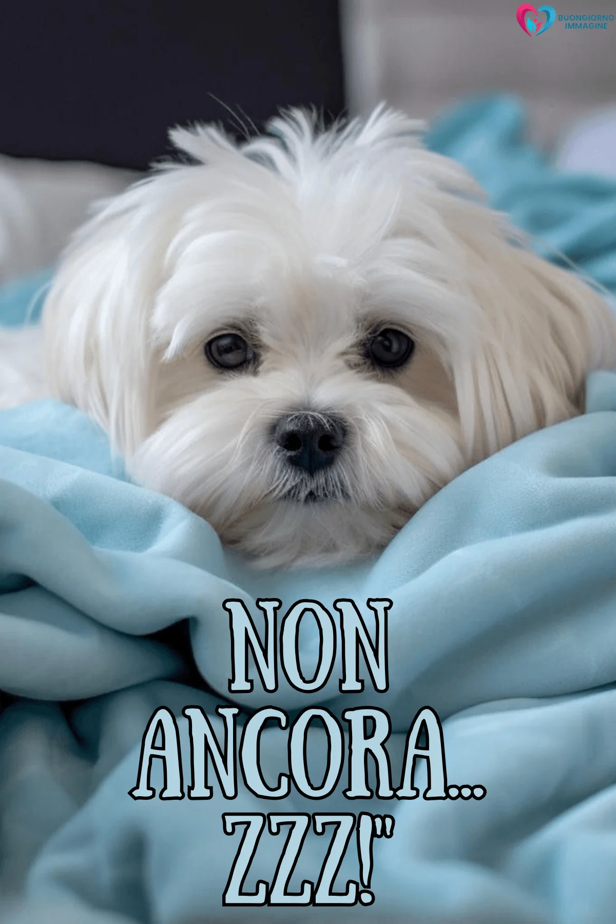 Immagini buongiorno con cagnolino bianco