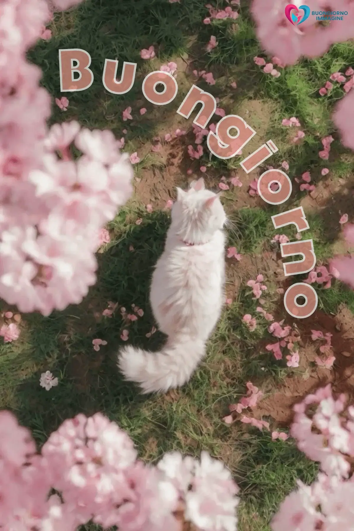 Buongiorno con gatto bianco tra fiori rosa