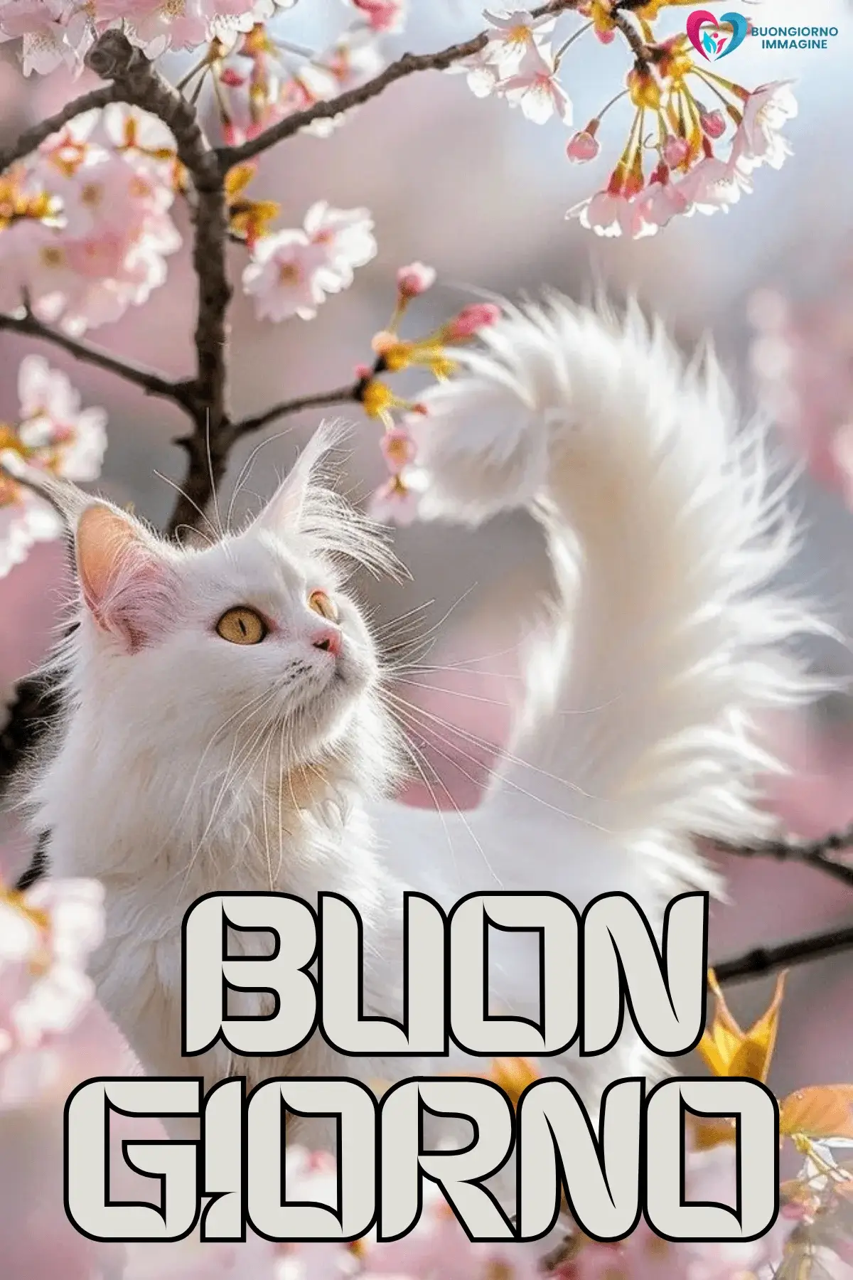 Buongiorno con gatto bianco e fiori sakura
