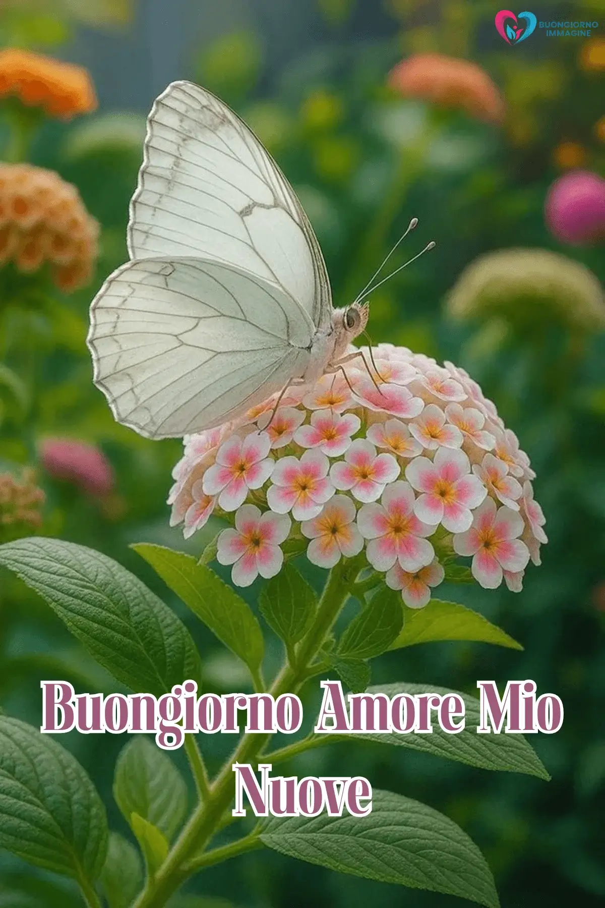 Immagini buongiorno con farfalla su fiori