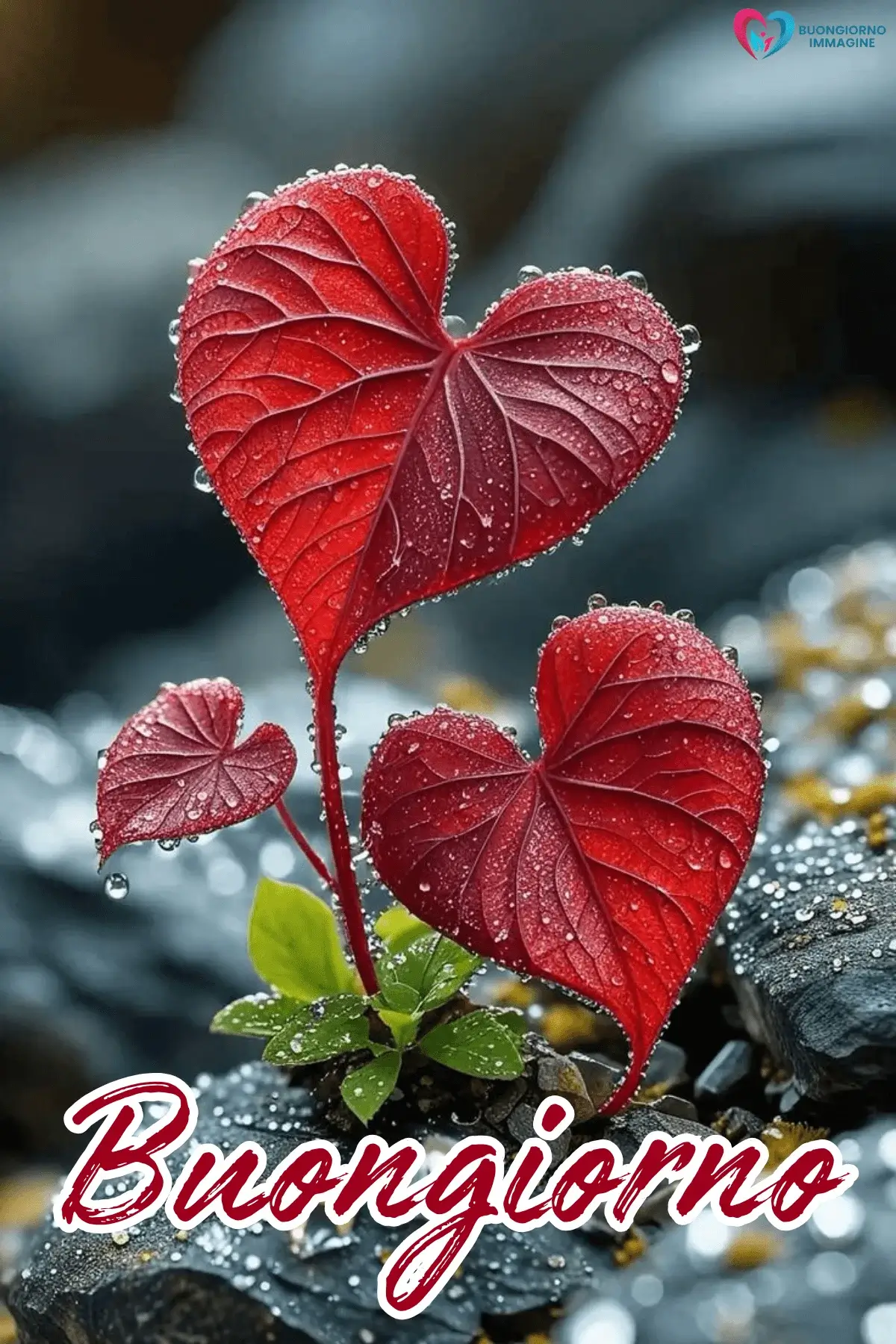 buongiorno cuore mozzafiato con sorriso mattutino