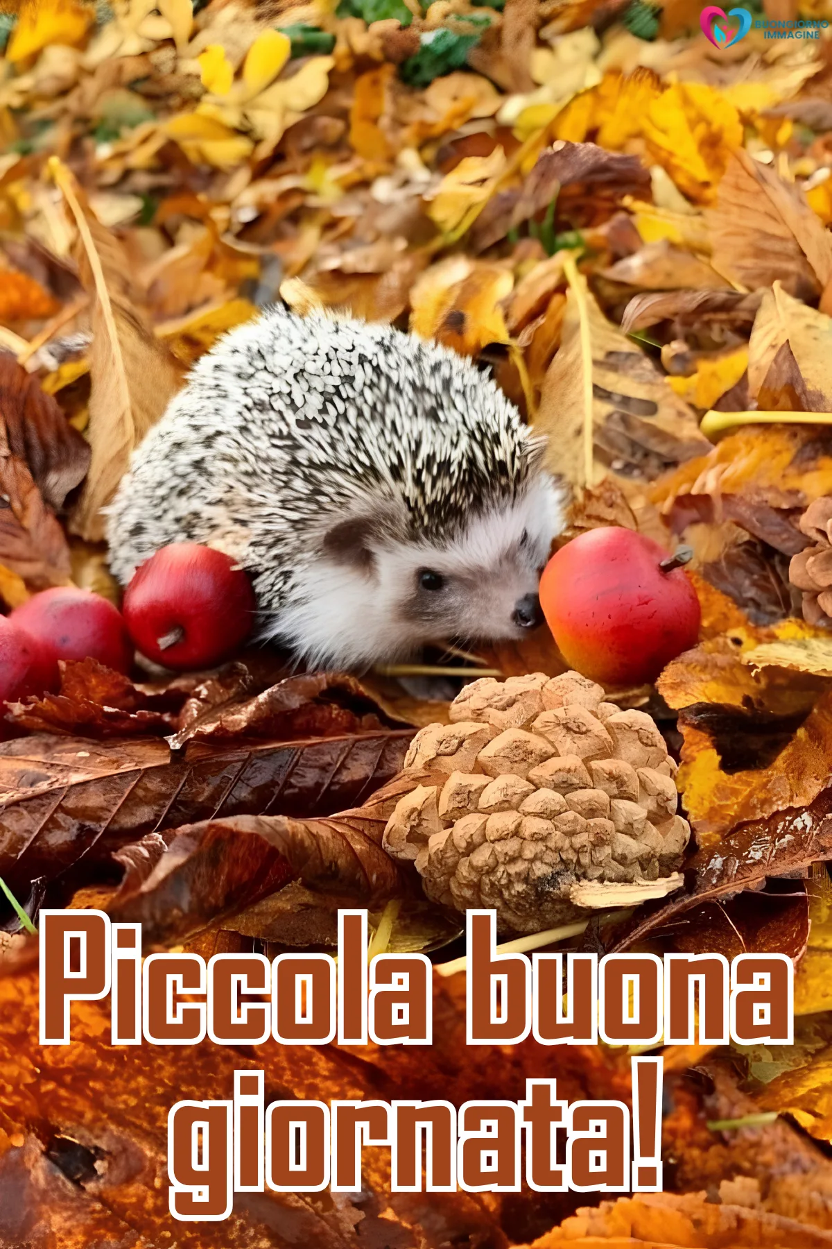 buona giornata immagini bellissime con fiori colorati e sole