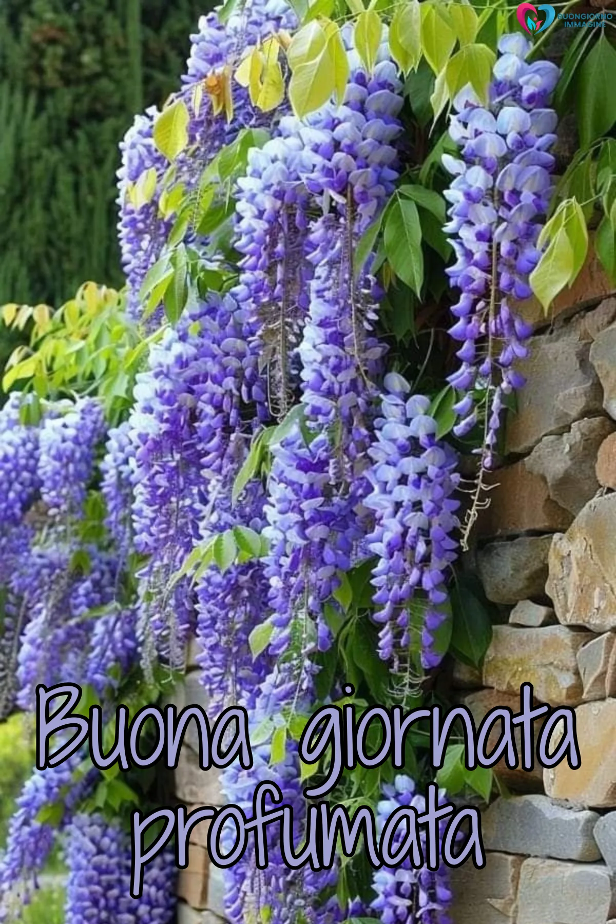 buona giornata immagini nuove con gatto assonnato e cuscini