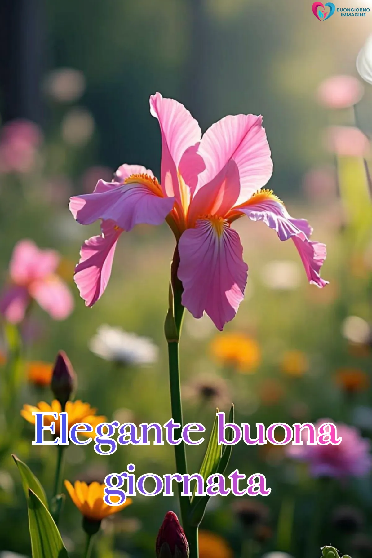 buona giornata gratis whatsapp con finestra aperta e luce calda
