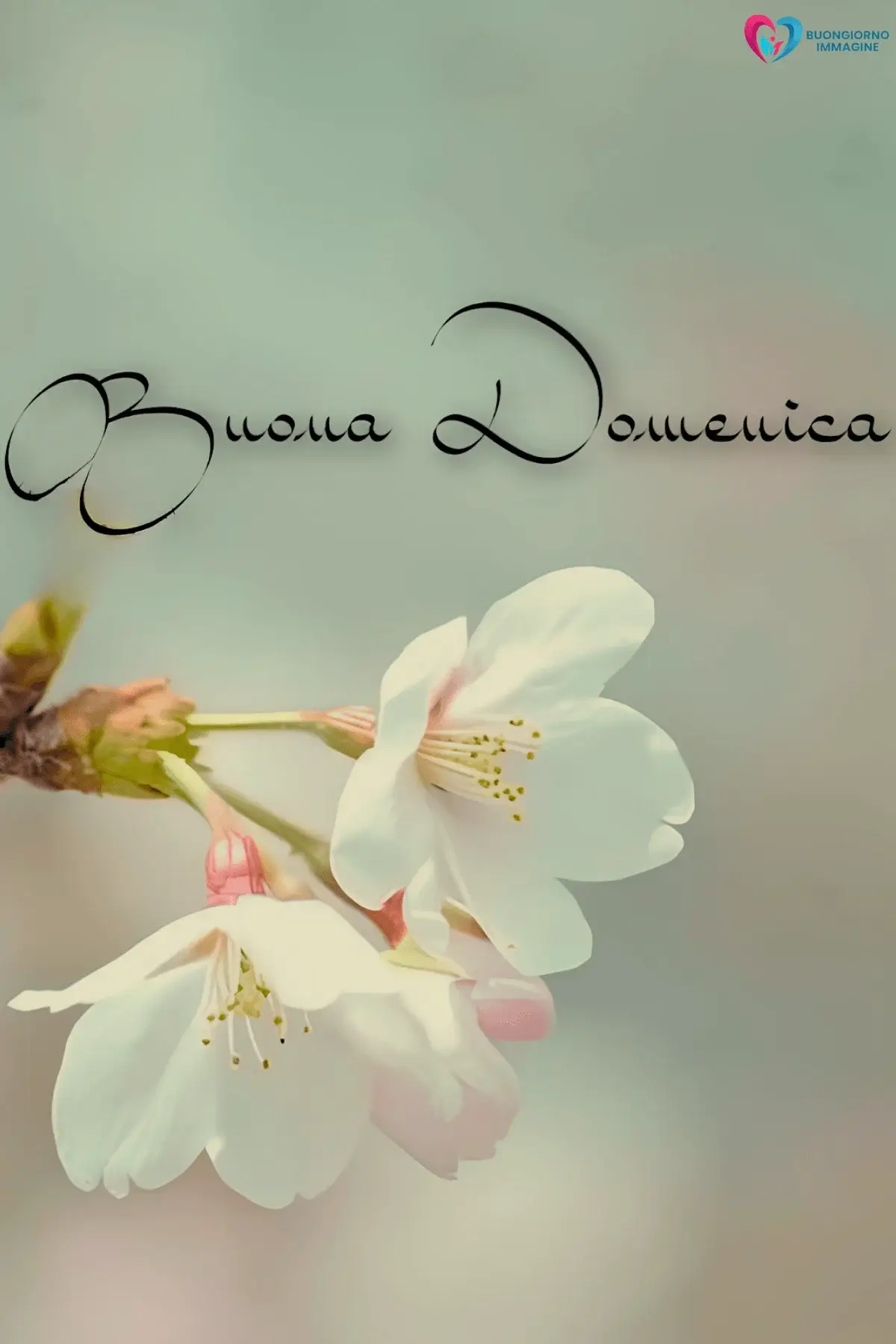 buongiorno buona domenica con messaggi di pace