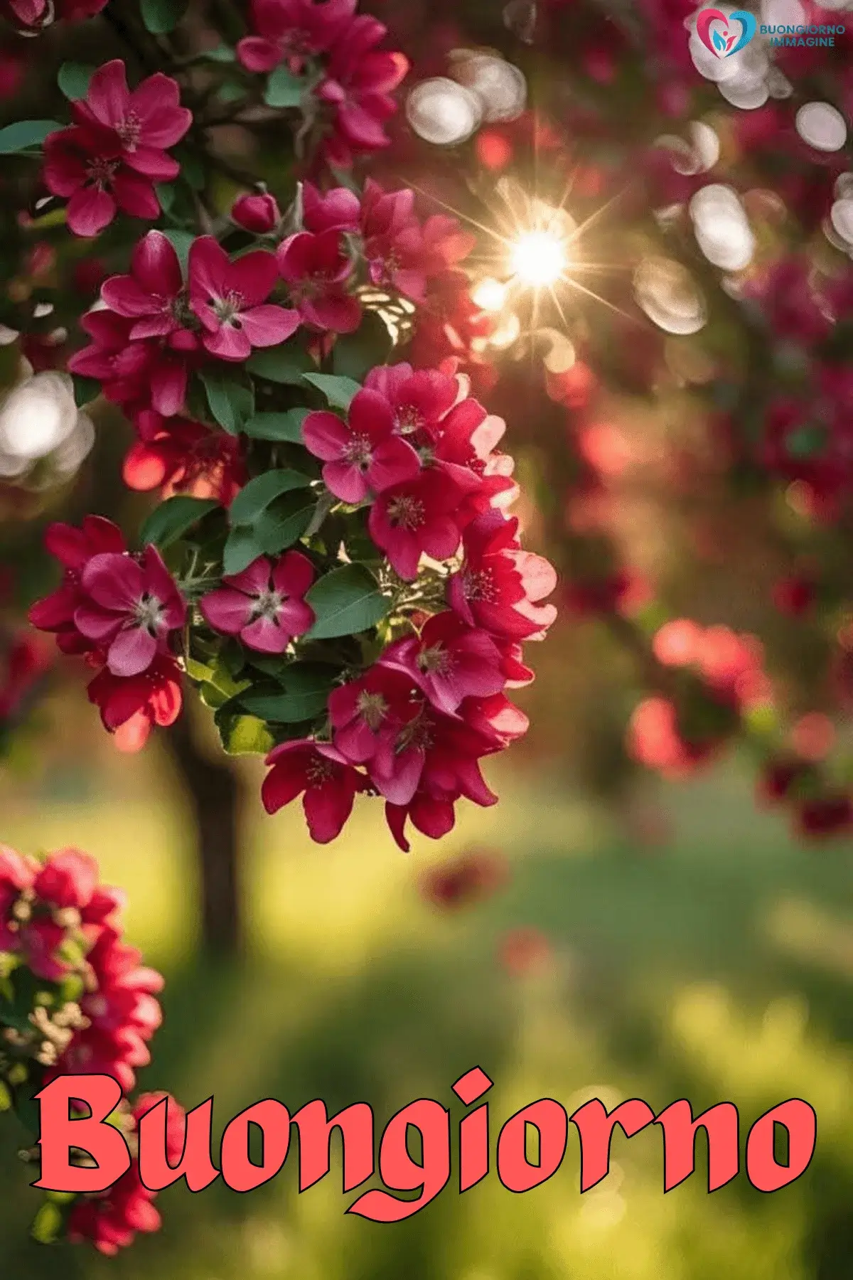 buongiorno con i fiori e atmosfera serena