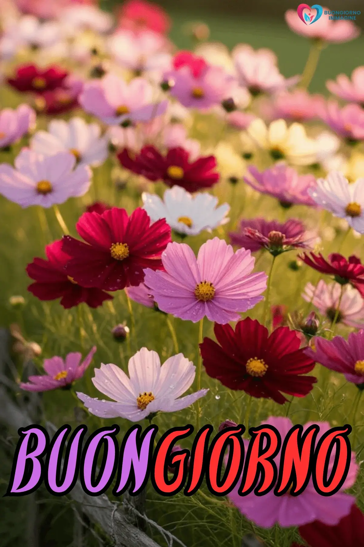 buongiorno con i fiori e felicità quotidiana