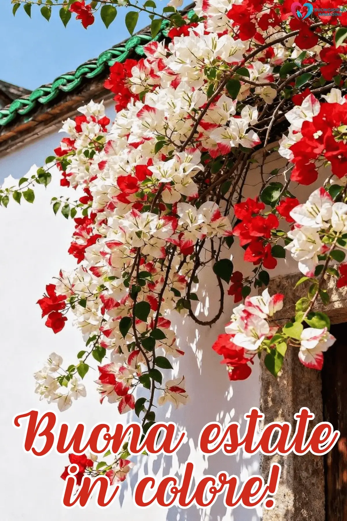 buongiorno estivo bellissimo bougainvillea fiori rossi muro bianco