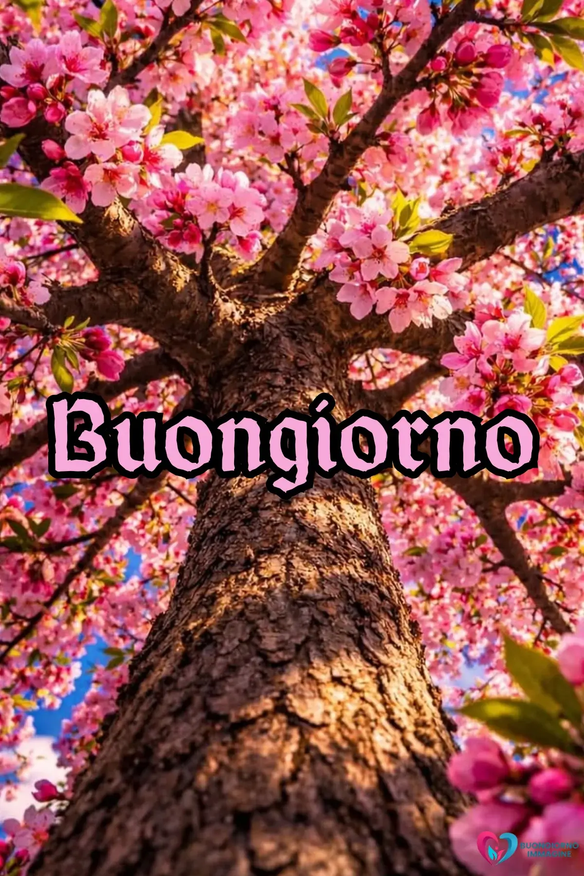 buongiorno con orchidee eleganti italiane