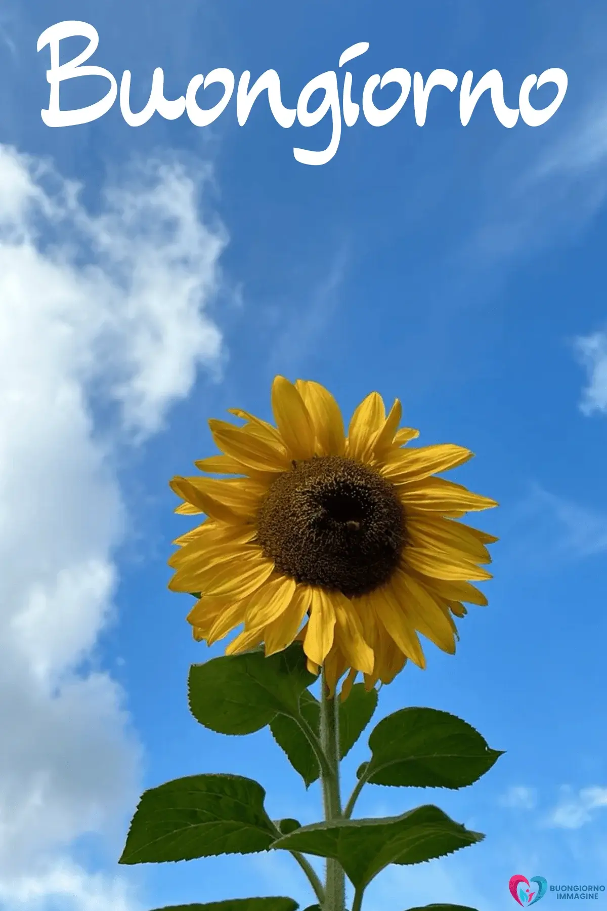 buongiorno estivo gratis girasole cielo azzurro nuvole foglie verdi